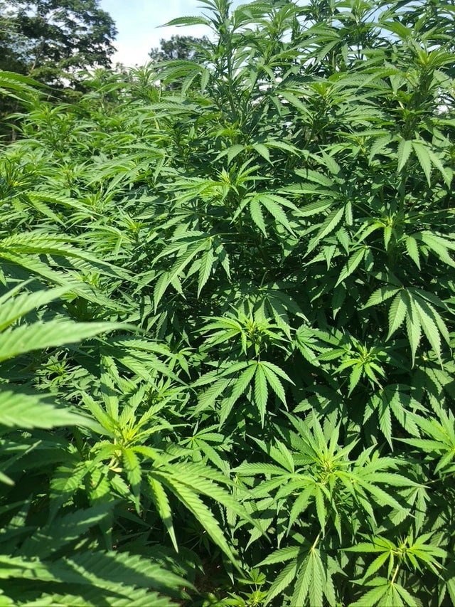 Homegrown Crafted Cbd Products Austin Acres